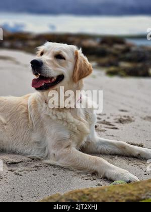 Juvenile golden retriever playing on the beach Stock Photo