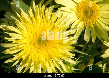 Yellow, Blooms, Garden sunflower, Helianthus annuus, Flowers, Lemon, Colour, Sunflower, Plant Stock Photo