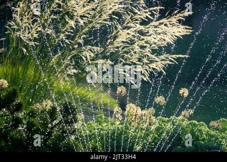 Irrigation, Garden, Sprinkler, Spraying, Summer, Watering garden, Stipa splendens, Chee Grass Stock Photo