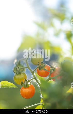 Grape tomatoes growing on a vine in the summer sun. High quality photo Stock Photo