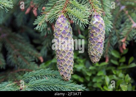 Close-up photo of young spruce cones on branches with resin in the forest Stock Photo