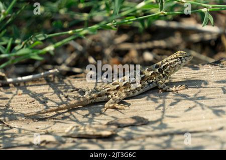 A nale western fence lizard on sunning on wooden plank. Stock Photo