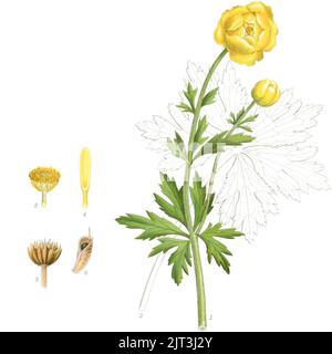 Trollius europaeus (Billeder af nordens flora 1917ff., v1 175, Stock Photo