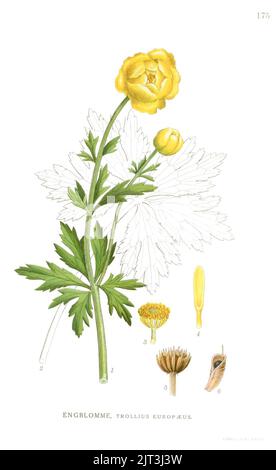 Trollius europaeus (Billeder af nordens flora 1917ff., v1 175, Stock Photo