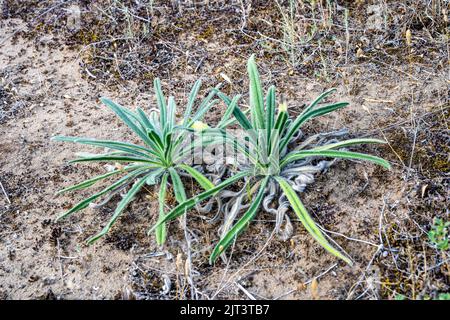 Mainz, Germany. 19th Aug, 2022. A sand lotus (Onosma arenaria) grows on an area in the Mainz Sand Nature Reserve. This endangered species has its only isolated location in Germany in the Mainz Sand. A grazing project keeps the landscape open and thus enables the preservation of rare plant species in this steppe grassland biotope. (to dpa: 'Sheep and donkeys as conservationists - animal owners need support') Credit: Peter Zschunke/dpa/Alamy Live News Stock Photo