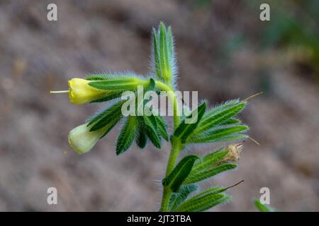 Mainz, Germany. 19th Aug, 2022. A sand lotus (Onosma arenaria) blooms on an area in the Mainz Sand Nature Reserve. This endangered species has its only isolated location in Germany in the Mainzer Sand. A grazing project keeps the landscape open and thus enables the preservation of rare plant species in this steppe grassland biotope. (to dpa: 'Sheep and donkeys as conservationists - animal owners need support') Credit: Peter Zschunke/dpa/Alamy Live News Stock Photo