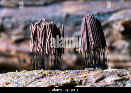 Chocolate tube slime mold (Stemonitis sp.) - DuPont State Recreational Forest - Cedar Mountain, near Brevard, North Carolina, USA Stock Photo
