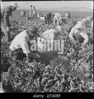 Tule Lake Relocation Center, Newell, California. Harvesting spinach. Stock Photo