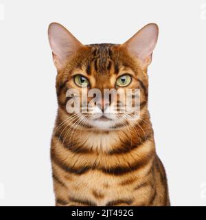 Funny portrait of bengal cat with curious muzzle gazing on Isolated white background Stock Photo