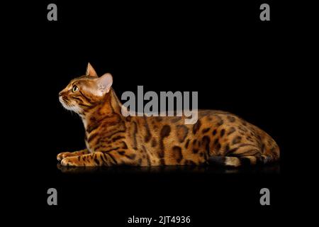 Bengal cat laying in front on an isolated black background, side view Stock Photo