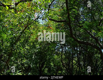 Various colors of leaves in the forest Stock Photo