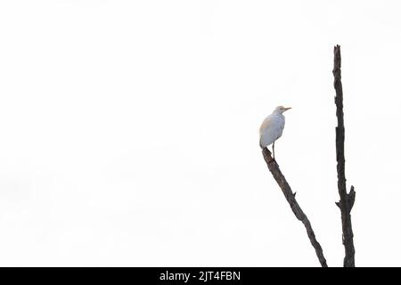 Cattle Egret Bird Perching On Dead Tree (Bubulcus ibis) Stock Photo