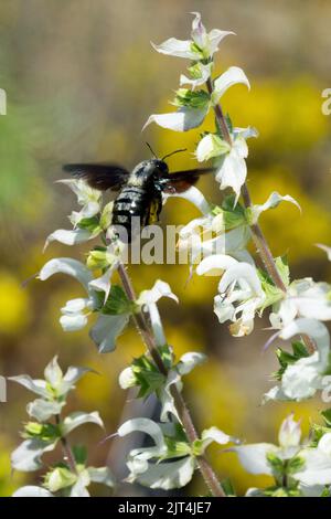 Insect flying, Large violet carpenter bee flying, Xylocopa violacea Carpenter bee Salvia, Flying bee to Flower Stock Photo