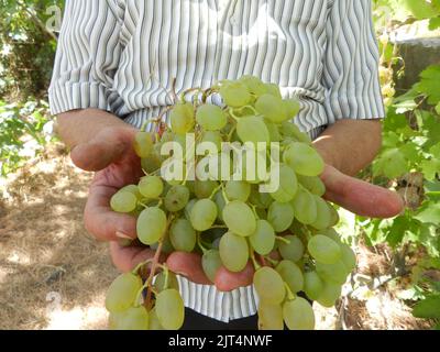 Beirut, Lebanon. 27th Aug, 2022. A farmer displays grapes picked from his field in the city of Hasbaya, southern Lebanon, on Aug. 27, 2022. Credit: Taher Abu Hamdan/Xinhua/Alamy Live News Stock Photo