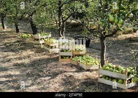 Williams Pear Harvesting In Orchard to Boxes Stock Photo