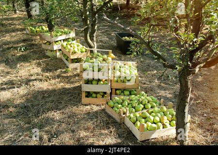 Williams Pear Boxes Harvesting In Orchard Field Stock Photo