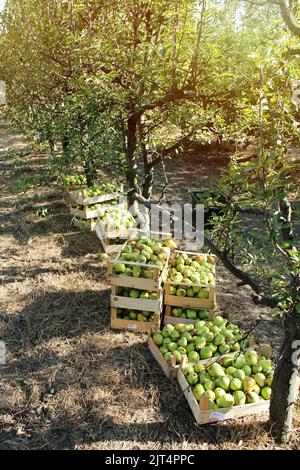 Williams Pears in Boxes Harvesting In Orchard Field Stock Photo