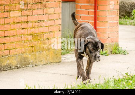 A dog in front of the open gate of the household. A gray dog in front of the open gate of a private property. Stock Photo