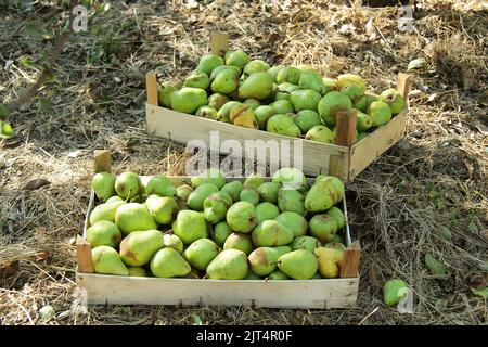 Williams Pear in Boxes on the Ground Outdoors Stock Photo