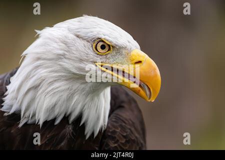 Bald Eagle Stock Photo