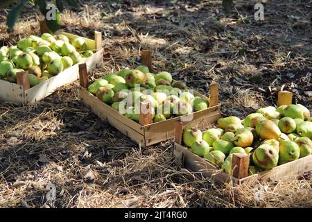 Organic Williams Pear in Boxes Stock Photo