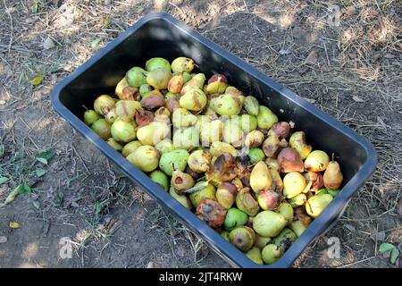 Rotten Williams Pear in Box for Alcohol Production Stock Photo