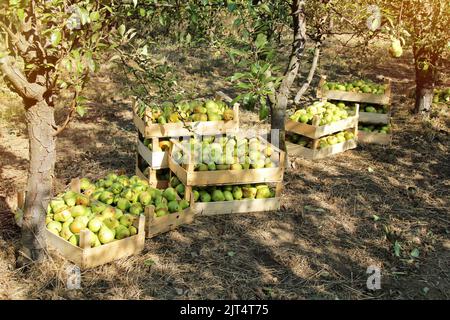 Williams Pear Fruit in Boxes and Trees Stock Photo