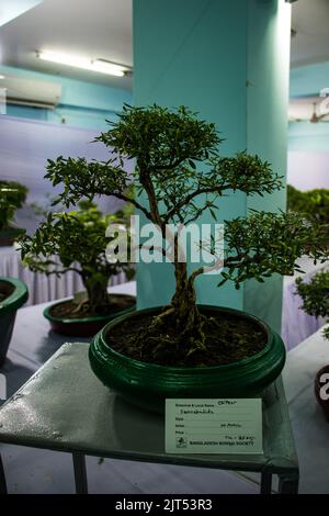 Bonsai tree exhibit on August 27, 2022, Stock Photo