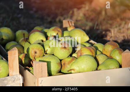 Williams Pears Boxes. Fruit in Box with Sunshine Stock Photo