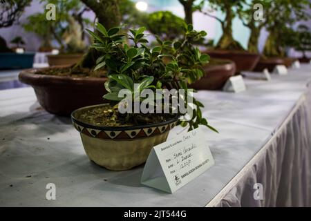 Bonsai tree exhibit on August 27, 2022, Stock Photo