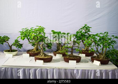 Bonsai tree exhibit on August 27, 2022, Stock Photo