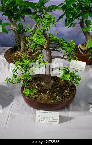 Bonsai tree exhibit on August 27, 2022, Stock Photo