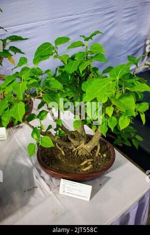 Bonsai tree exhibit on August 27, 2022, Stock Photo