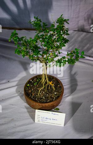 Bonsai tree exhibit on August 27, 2022, Stock Photo