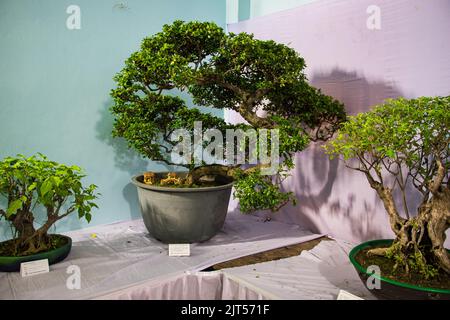 Bonsai tree exhibit on August 27, 2022, Stock Photo