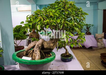 Bonsai tree exhibit on August 27, 2022, Stock Photo