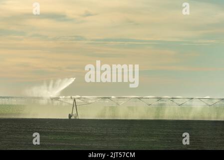 Center pivot irrigation system, pipes with sprinklers watering a plantation. Stock Photo