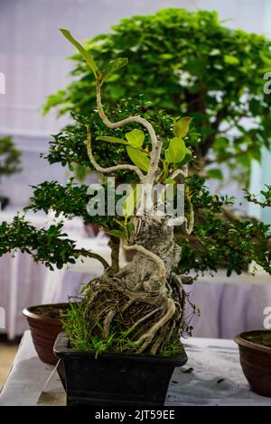 Bonsai tree exhibit on August 27, 2022, Stock Photo