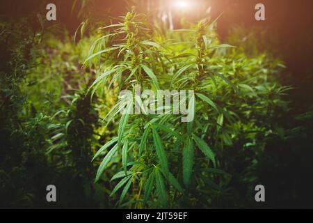 Cannabis plantation close-up. Bushes of cannabis. Leaves of narcotic plants for the manufacture of anasha Stock Photo