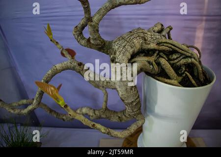 Bonsai tree exhibit on August 27, 2022, Stock Photo