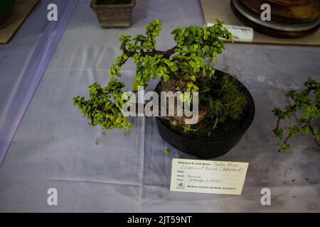 Bonsai tree exhibit on August 27, 2022, Stock Photo
