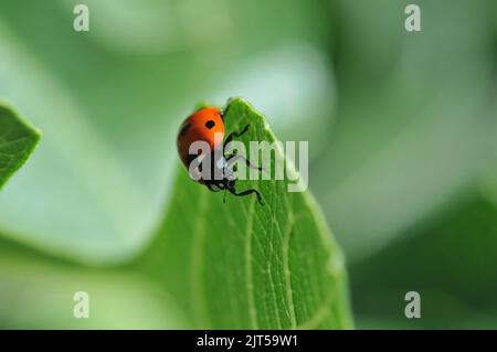 Macro shot of Ladybird on Fig Tree Leaf Stock Photo