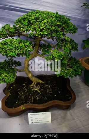 Bonsai tree exhibit on August 27, 2022, Stock Photo
