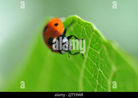 Macro shot of Ladybird on Fig Tree Leaf Stock Photo