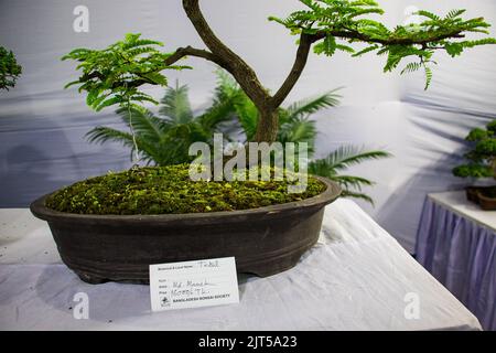 Bonsai tree exhibit on August 27, 2022, Stock Photo