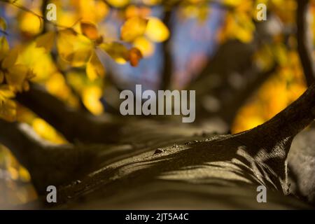 Autumn beech tree, trunk and blurry yellow autumn leaves background, natural colorfull background Stock Photo