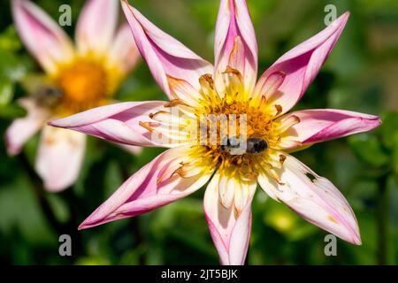 Beauty pink flower Dahlia 'Fancy Pants' bee in center bloom, flower head Stock Photo