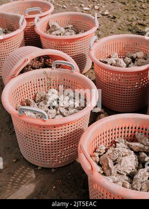 Freshly landed oysters in plastic containers on the low tide foreshore at West Mersea Harbour, Mersea Island, Essex England UK - local produce seafood Stock Photo