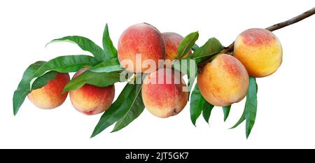 branch with ripe peaches isolated on white Stock Photo
