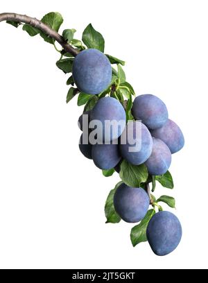blue plums on branch isolated on white Stock Photo